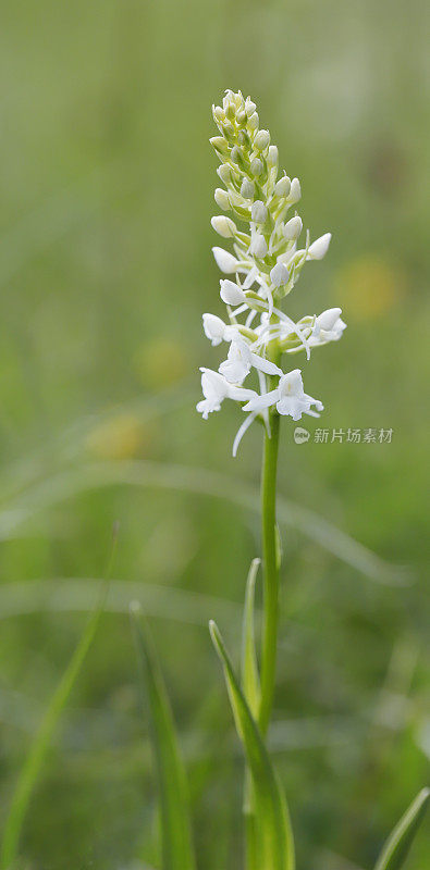 香兰花（Gymnadenia conopsea）